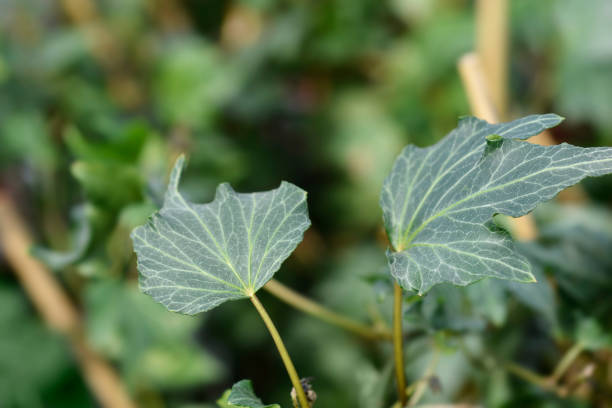 istock English Ivy Green Ripple 2130087712