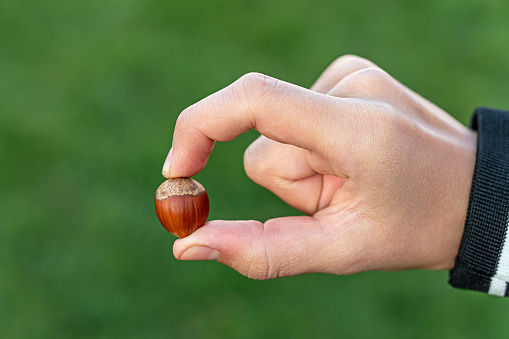 Woman hand seeding hazelnut in garden. a hazelnut in a shell in his hands on a green background.