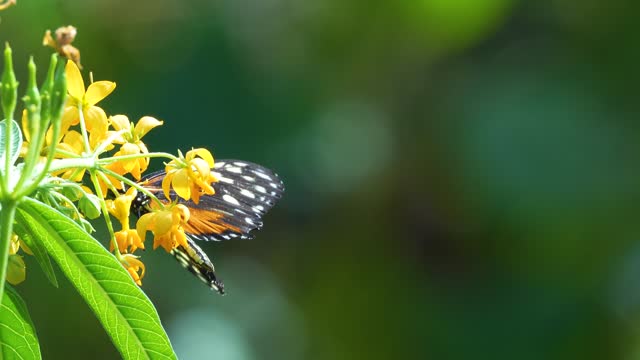 A Lacewing  butterfly in slow motion