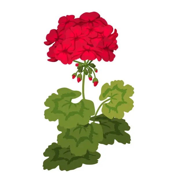 Vector illustration of Red Geranium. Bright closeup homeplant isolated on white. Vector.