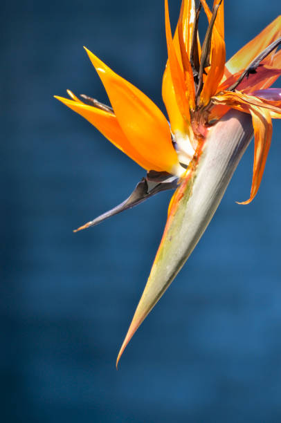 Strelitzia reginae flower with vibrant orange and blue petals surrounded by greenery.