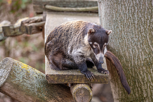 A closeup shot of a white nosed coati on a wooden platform on a tree