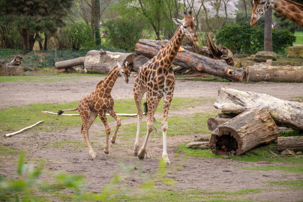 Female giraffe with two calves  standing in the Selinda Wildlife Reserve in the Okavango Delta in Botswana.