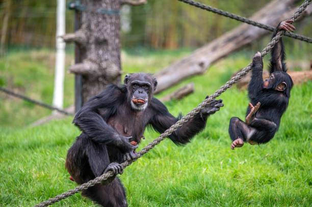 istock Mother monkey and a baby monkey hanging around on ropes 2130128963