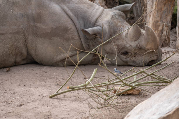 istock Rhinoceros peacefully resting on a field in an enclosure 2130128964