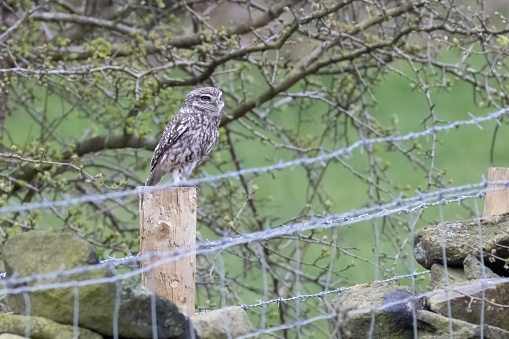 Little Owl (Athene noctua) sat on a post