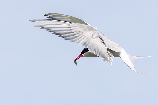Arctic Tern (Sterna paradisaea) in flight with a fish