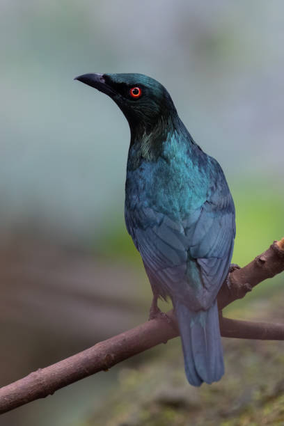 istock Asian fairy-bluebird (Irena puella) 2130152016