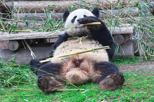 Giant panda eating bamboo in the zoo. Lazy animal scene