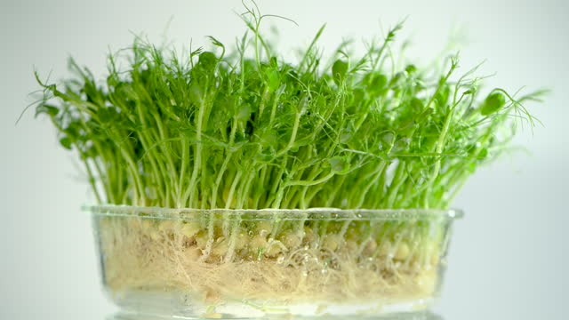 Green pea seed sprouts
