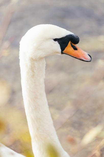 close-up of a swan swimming in a lake