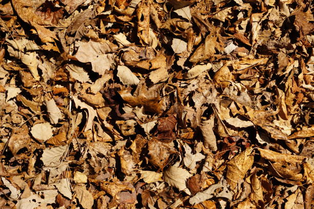 istock Autumn leaves at Natural Bridge 2130180580