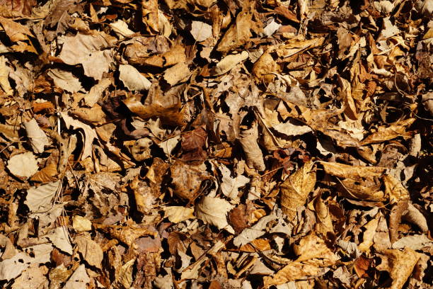 istock Autumn leaves at Natural Bridge 2130180581
