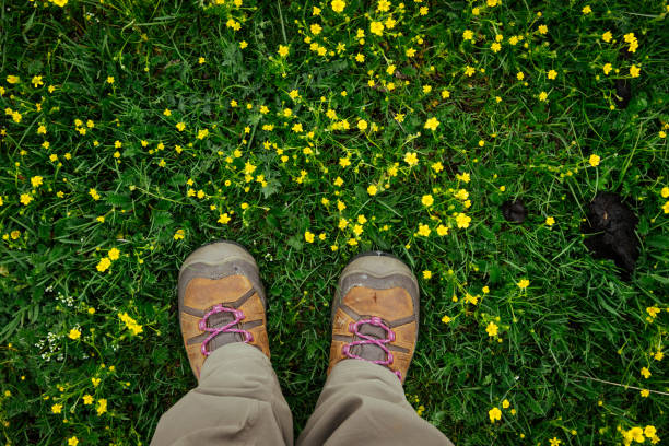 Hiking on flowering high altitude grassland
