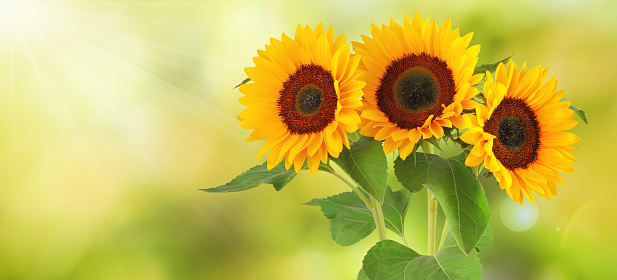 Wonderful sunflower field with sunbeams and large sunflower bouquet, panoramic format with copy-space.