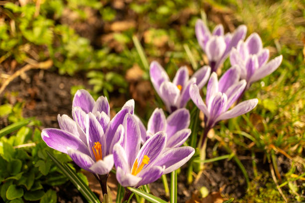 A variety of purple flowers with yellow centers, including spring crocus, snow crocus, tommie crocus, and cretan crocus, are blooming in the garden as terrestrial plants and groundcover