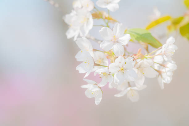 Place the cherry blossoms in your palm