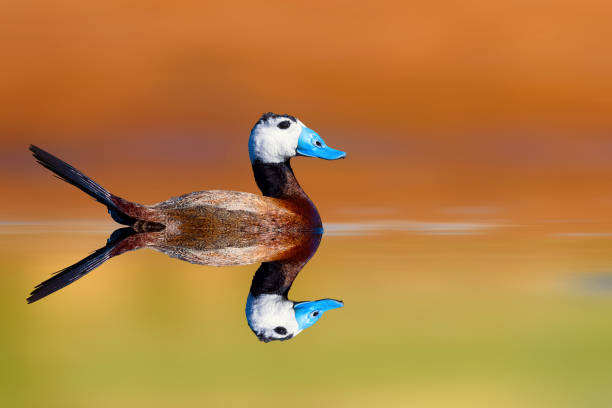 istock Swimmink duck. Colorful clean nature background. Bird: White headed duck. 2130232855