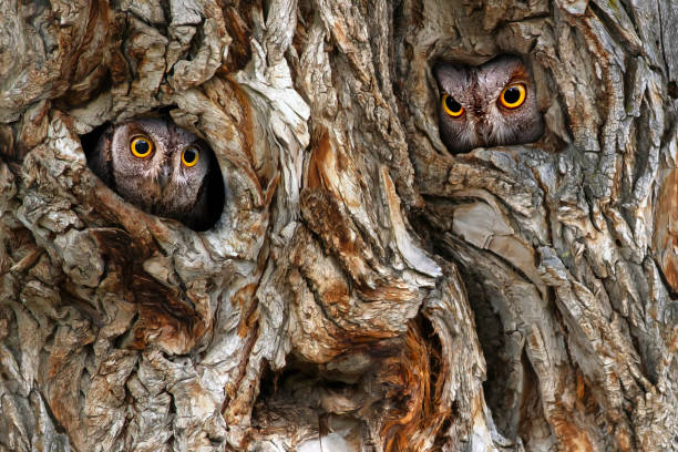 an owls looking out from its nest. natural background. scops owl. tree trunk creating a beautiful background - jong dier fotos stockfoto's en -beelden