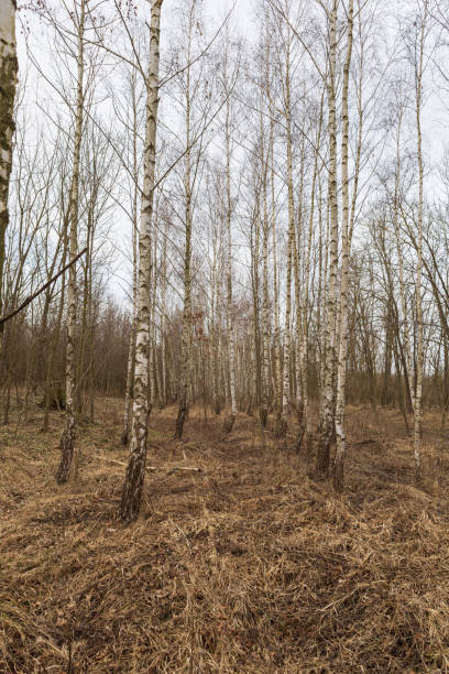 istock Spring forest landscape. Trees in the forest line the path. 2130255397