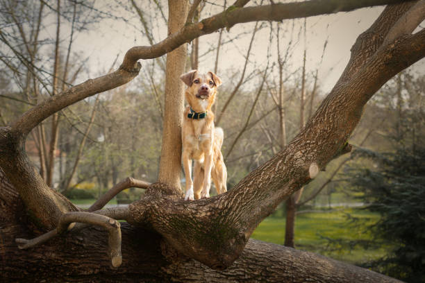 Urban portrait of small red dog