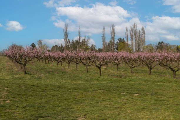 Pink flowers on peach trees. Blooming peach orchard.
