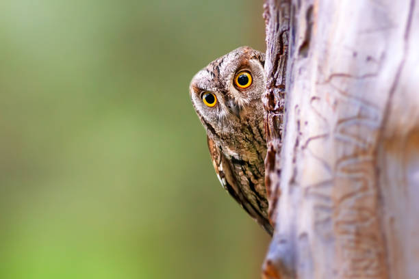 istock Scops owl with impressive camouflage patterns. Bird: Eurasian Scops Owl. (Otus scops). Green nature background. 2130259550