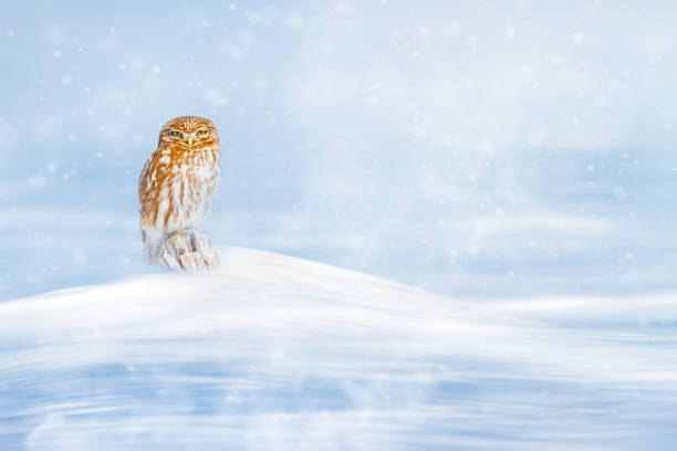 istock Wİnter and owl. White nature background. 2130261139