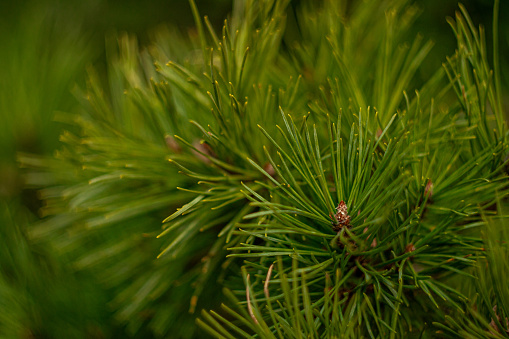 Green needles on pine branches, view of green pine branches.