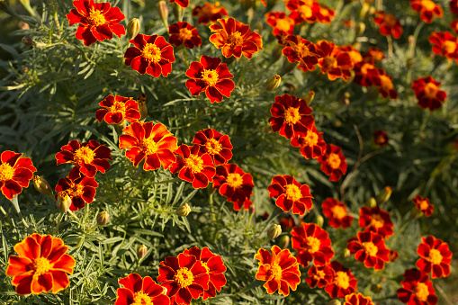 A lot of marigolds.