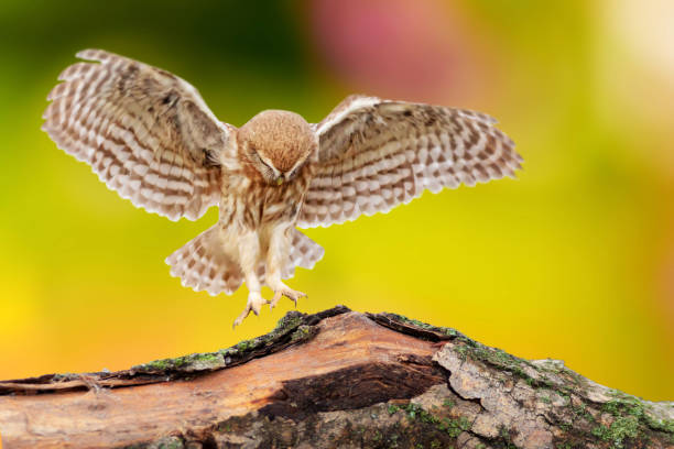 istock Flying owl. Green nature background. Little owl. 2130265754