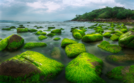 Green moss on Nam O beach in morning - Da Nang city, Quang Nam Da Nang province, central Vietnam