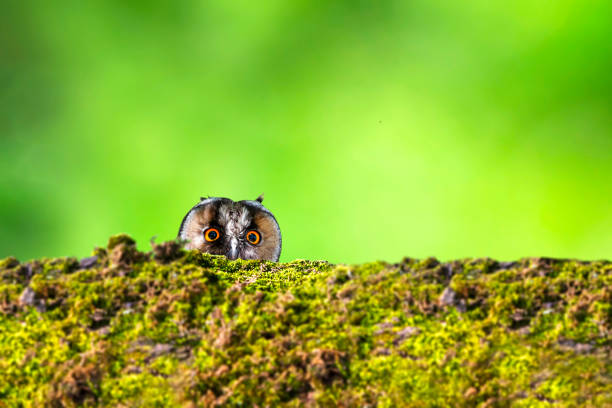Wildlife photography.