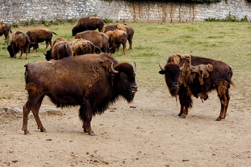 A herd of bison walking in dry grass field by stone wall in Pairi Daiza, Belgium