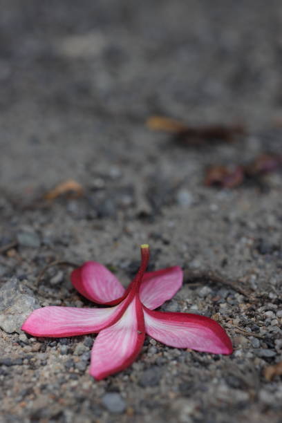 istock Pink frangipani flowers fall on the ground alone. 2130282359