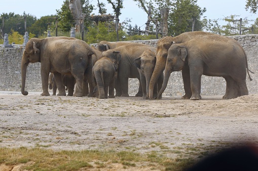 Big Elephant family Pairi Daiza, Belgium