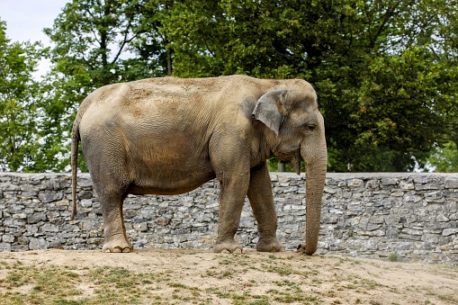 An elephant strolling near a stone wall in the open field in Pairi Daiza, Belgium