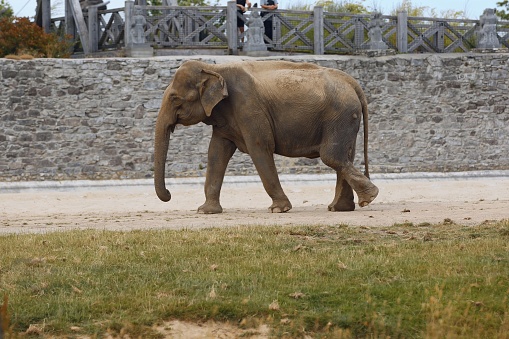 A huge elephant strolling on a dusty road beneath a bridge in Pairi Daiza, Belgium