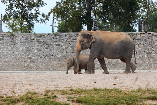 An elephant with a baby Elephant Pairi Daiza, Belgium