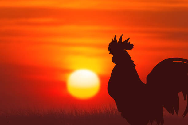 istock silhouette bantam rooster at sunrise 2130286068