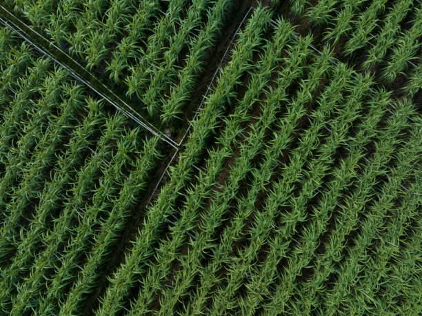 Aerial view of sugarcane plants growing at field