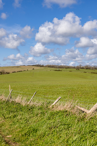 Farmland in the South Downs, with a blue sky and fluffy clouds overhead