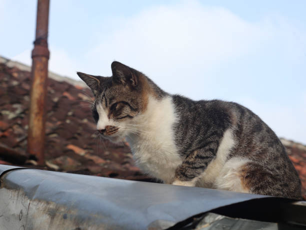 istock Tabby white cat is sitting on the roof 2130311779