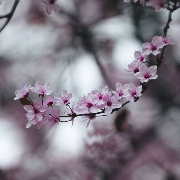 istock Closup of a blooming cherry tree 2130320847
