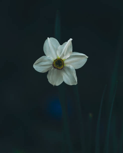 istock Closup macro photo of a White daffodil flower 2130320871