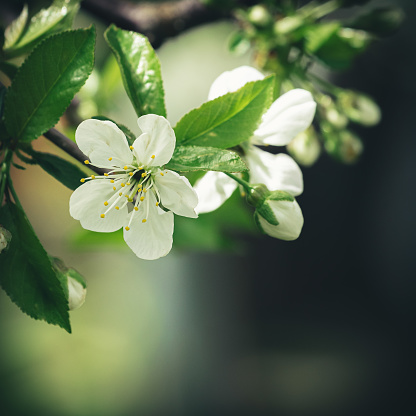 Embrace the beauty of spring with this stunning close-up of a blooming sour cherry tree. The delicate blossoms and vibrant colors of this scene make it a perfect choice for enhancing your projects, whether exploring macro photography, celebrating the arrival of spring, or simply admiring the wonders of nature. Download now and let the timeless allure of this image inspire your creative endeavors.