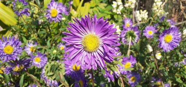 istock Purple alpine Aster Full Bloom on Green Leaves Background 2130328228
