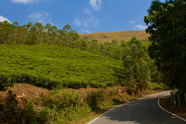 istock Tea plantation in Munnar, India 2130332947