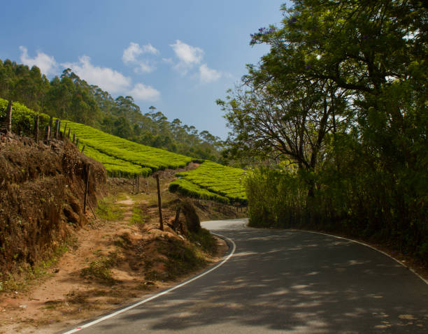 istock Tea plantation in Munnar, India 2130332950