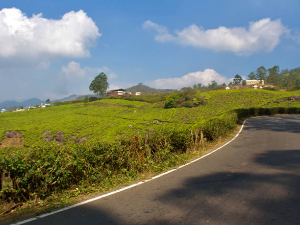 istock Tea plantation in Munnar, India 2130332970
